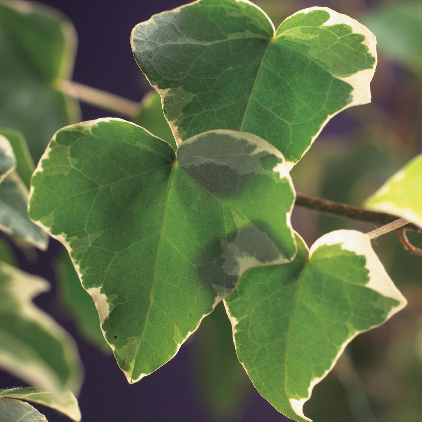 Hedera helix 'Glacier' - kleinbladige Klimop