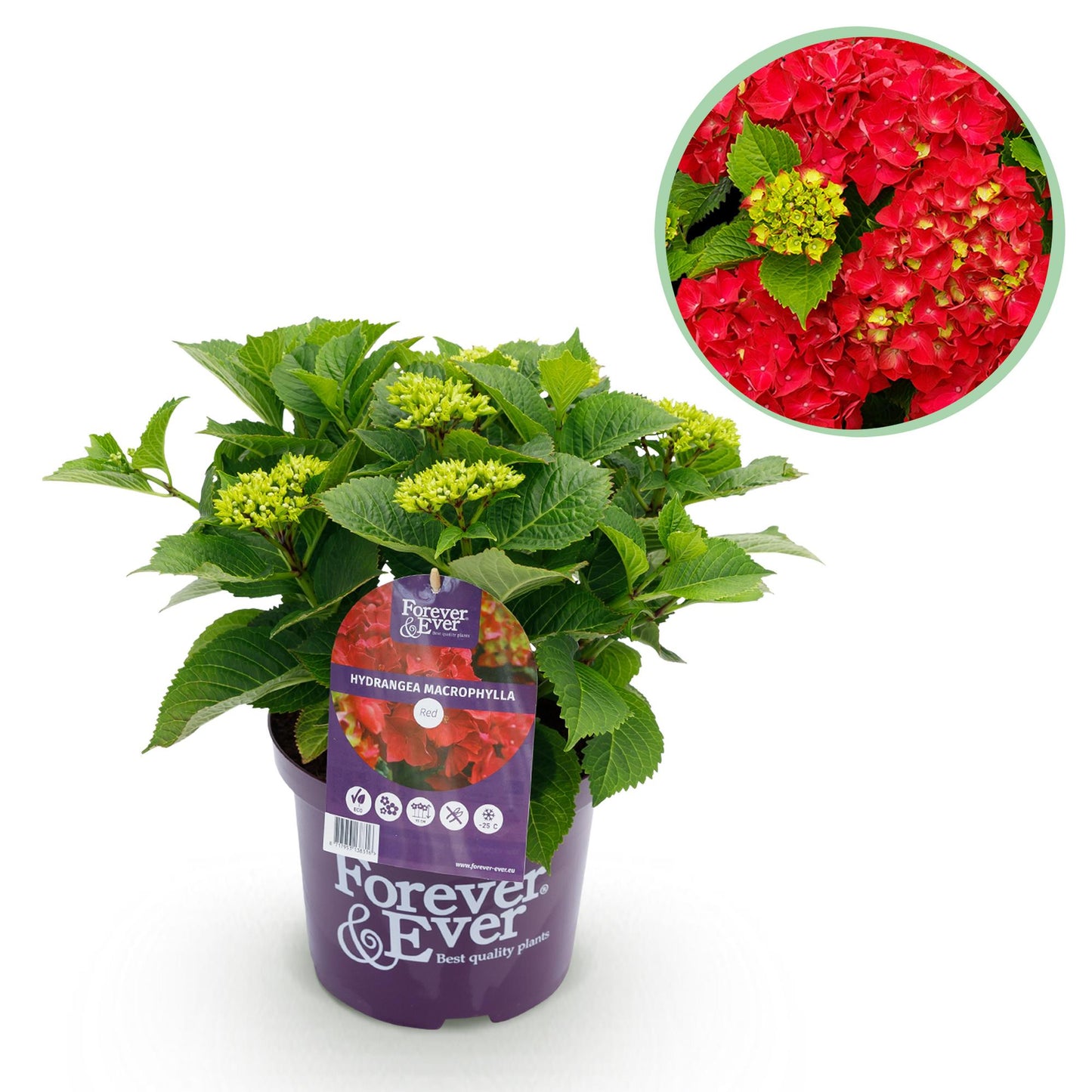 Hydrangea 'Forever & Ever Red' - Rode Hortensia - 7-12 bloemen - hoogte 55cm