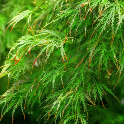 Acer palmatum 'Emerald Lace' - Japanse Esdoorn - hoogte 35cm