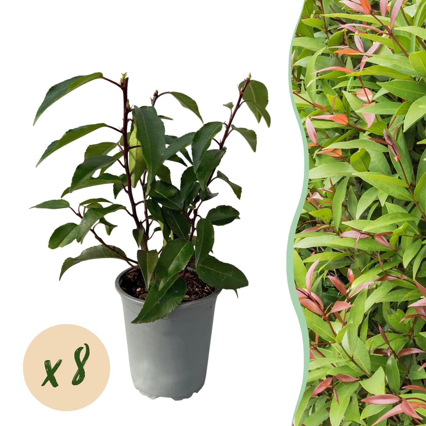 Prunus lusitanica 'Angustifolia' - Portugese Laurier - hoogte 30-35cm