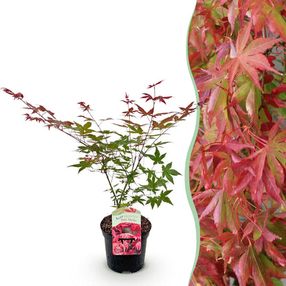 Acer palmatum 'Beni Maiko' - Japanse Esdoorn - hoogte 70cm