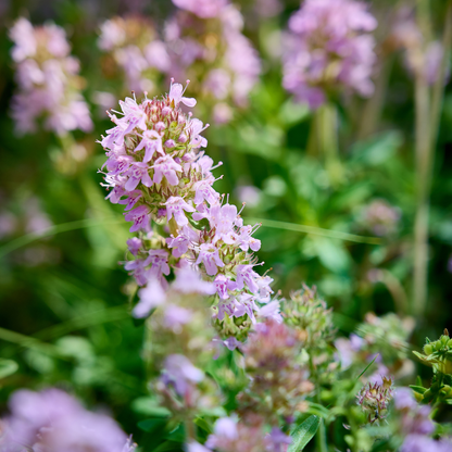 Thymus vulgaris - Keukentijm