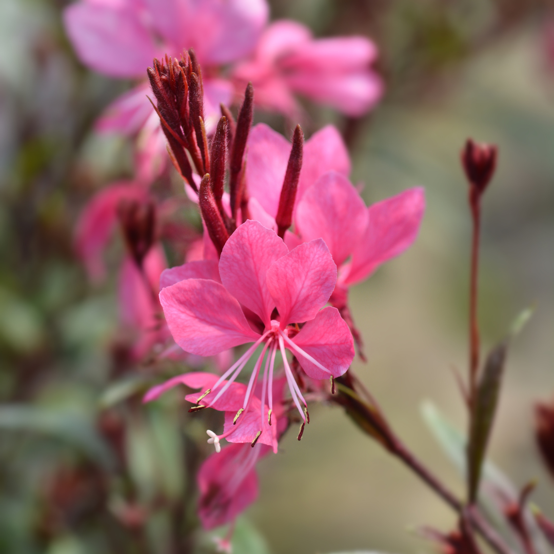 Gaura lindheimeri 'Siskiyou Pink' - Prachtkaars