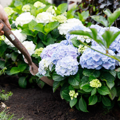 Hydrangea 'Forever & Ever Blue' - Blauwe hortensia - 7-12 Bloemen - Pot 23cm Hoogte 55cm