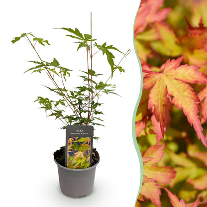 Acer palmatum 'Sangokaku' - Japanse Esdoorn - hoogte 35cm