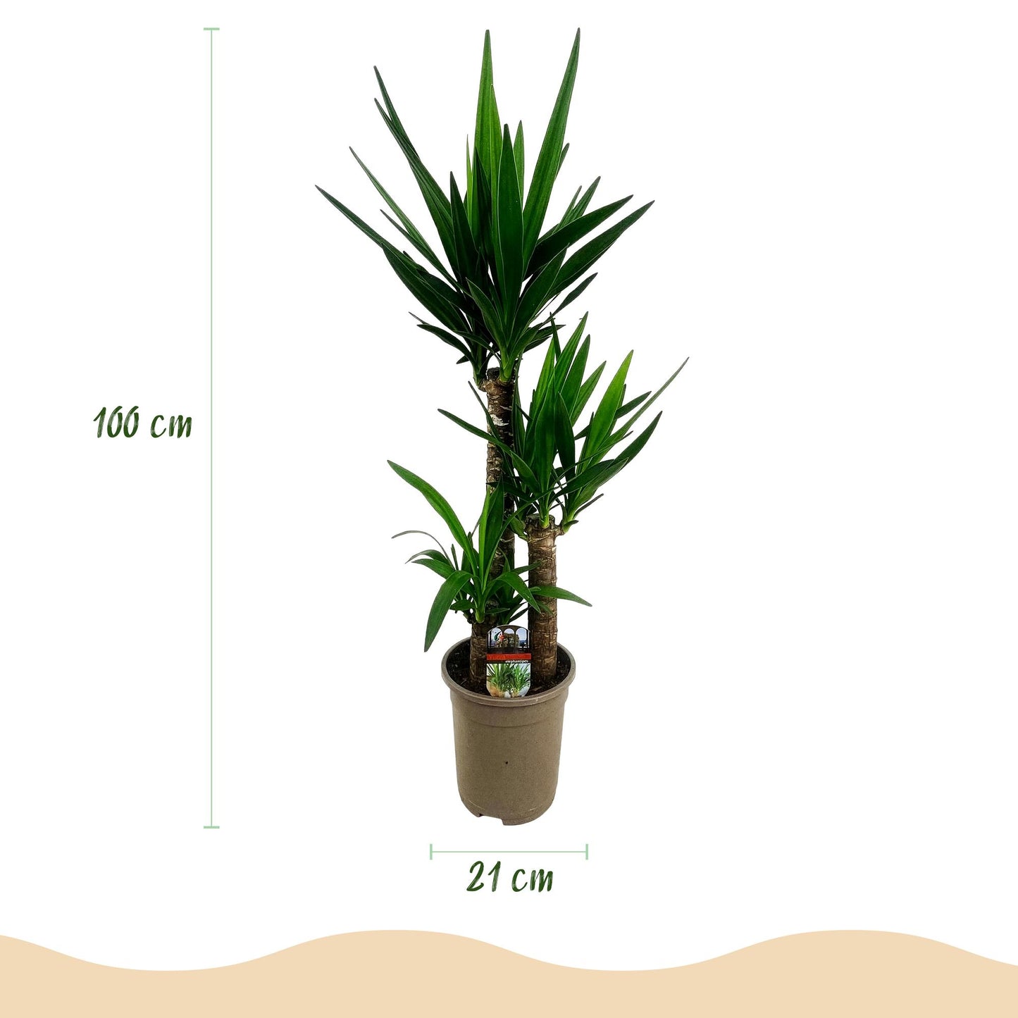 Yucca elephantipes - Palmlelie - pot 21cm - hoogte 100cm