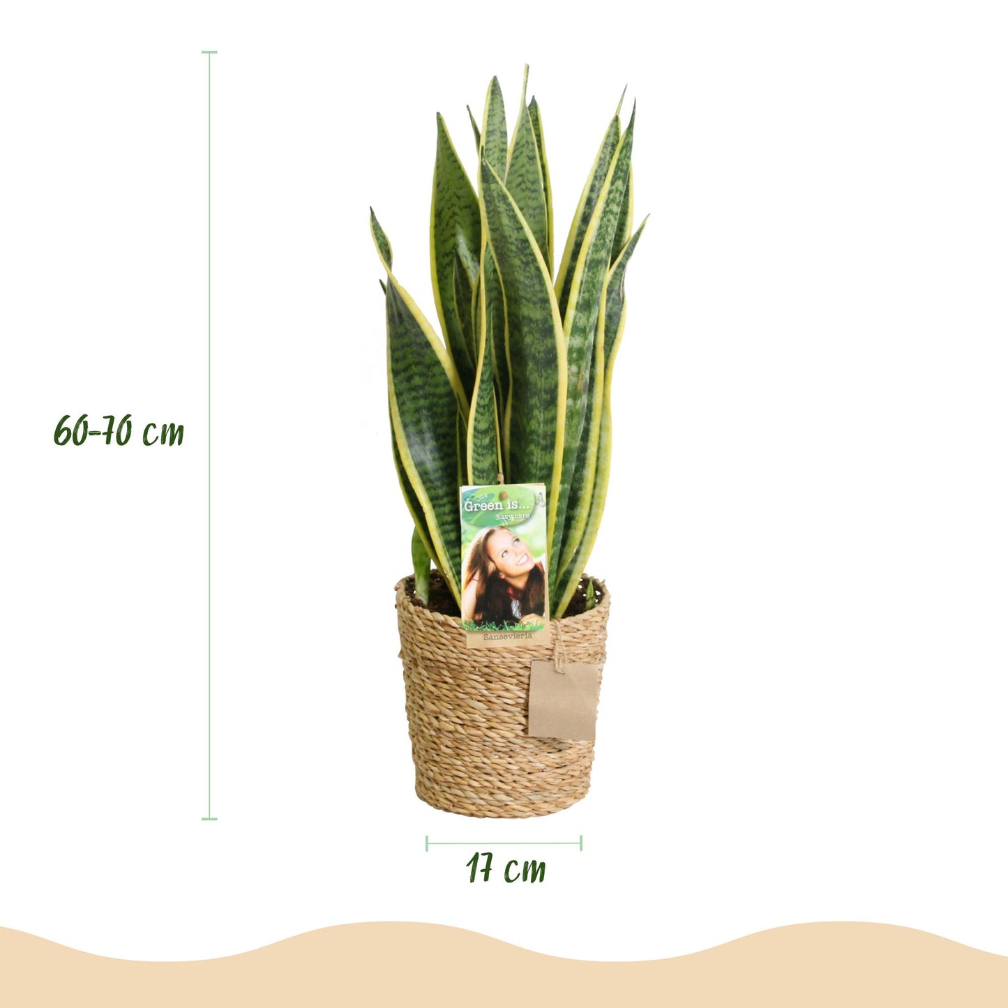 Green BoutiQ - Green is... Kamerplanten - Sanseveria Laurentii - Vrouwentong - Weinig onderhoud - met mand - Groen - 2 Planten - Pot 17cm - Hoogte 60-70cm