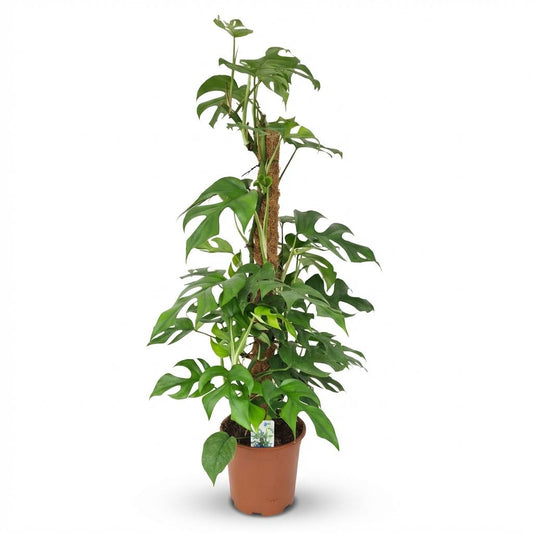 Green boutiQ - Kamerplant - Mini Gatenplant - Monstera Minima Mosstok - Groen - Weinig onderhoud - 1 Plant - Pot 19cm - Hoogte 90cm