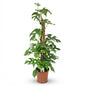 Green boutiQ - Kamerplant - Mini Gatenplant - Monstera Minima Mosstok - Groen - Weinig onderhoud - 1 Plant - Pot 19cm - Hoogte 90cm