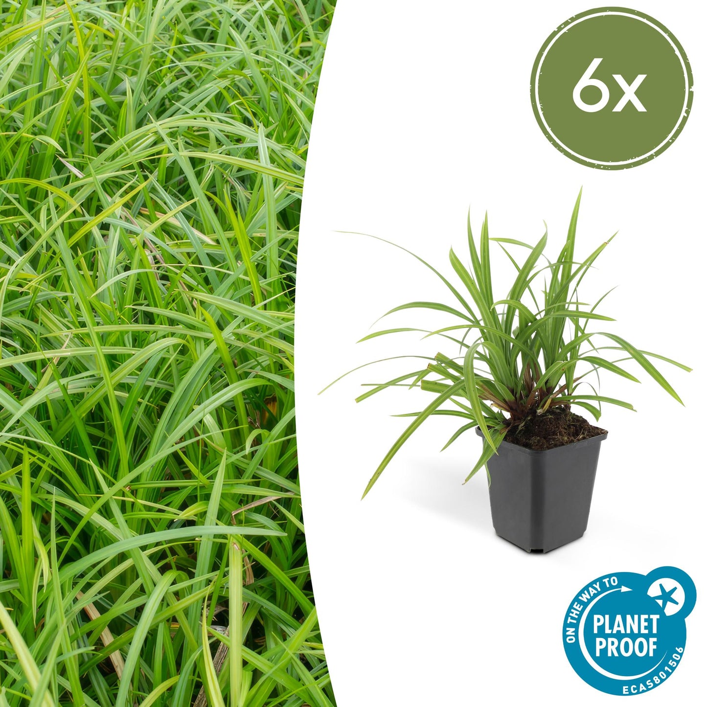 Carex morrowi 'Irish Green' - Japanse Zegge