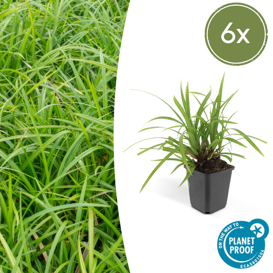 Carex morrowi 'Irish Green' - Japanse Zegge