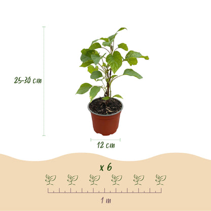 Hydrangea arborescens 'Annabelle' - Sneeuwbalhortensia - Winterhard - Wit - 3 Planten - Pot 12cm - Hoogte Hoogte 20-30cm