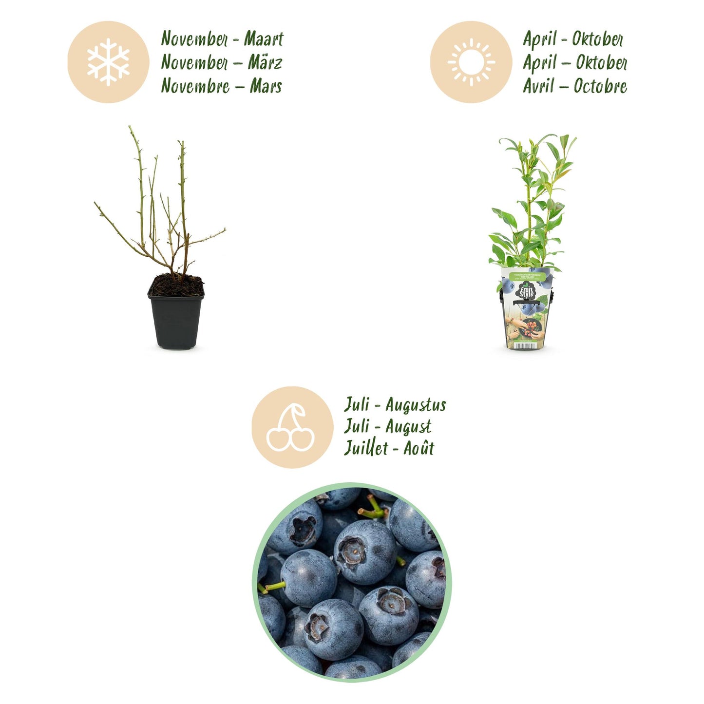 Vaccinium corymbossum 'Northland' - Blauwe bes - 3 planten -Pot 9cm