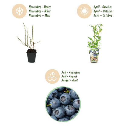 Vaccinium corymbossum 'Northland' - Blauwe bes - 3 planten -Pot 9cm