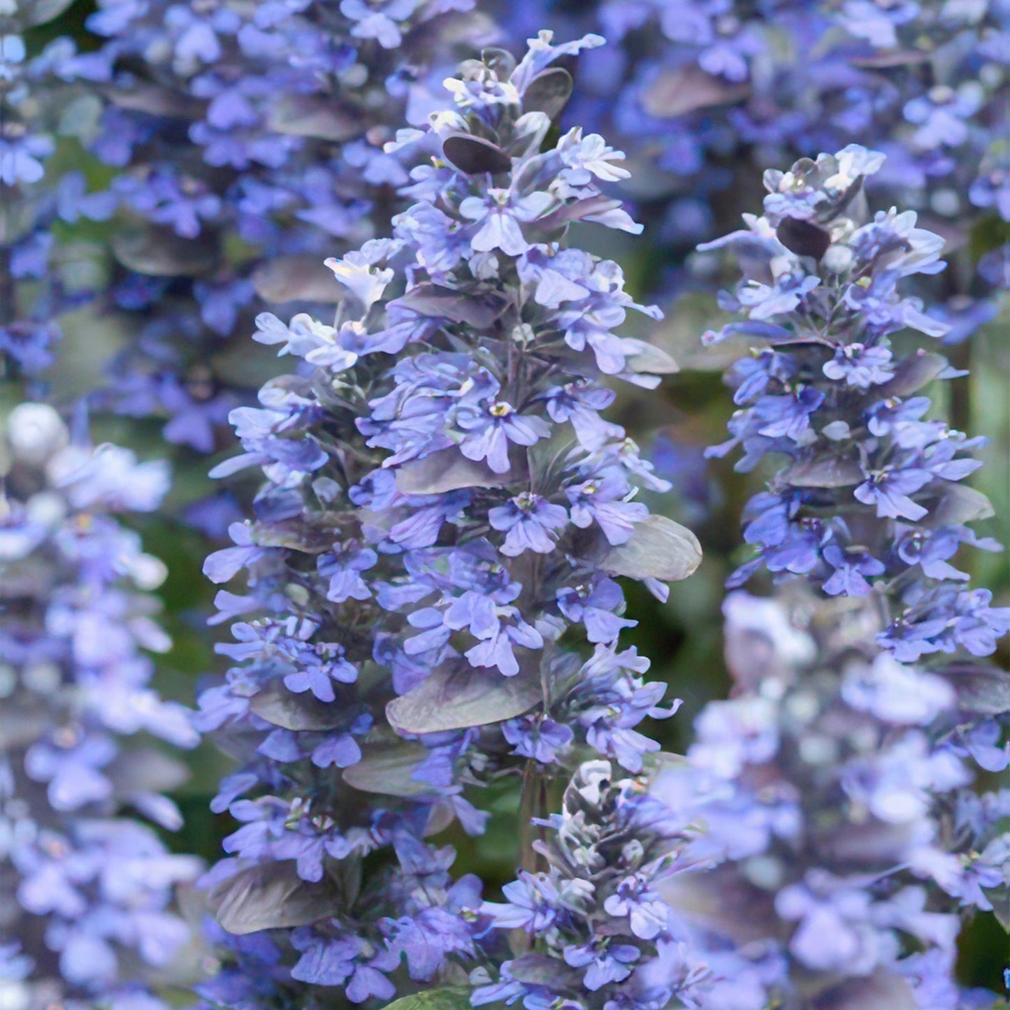 Ajuga reptans 'Burgundy Glow' - Kruipend zenegroen