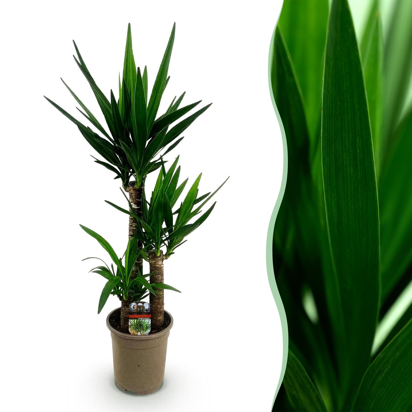Yucca elephantipes - Palmlelie - pot 21cm - hoogte 100cm