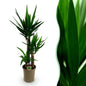 Yucca elephantipes - Palmlelie - pot 21cm - hoogte 100cm
