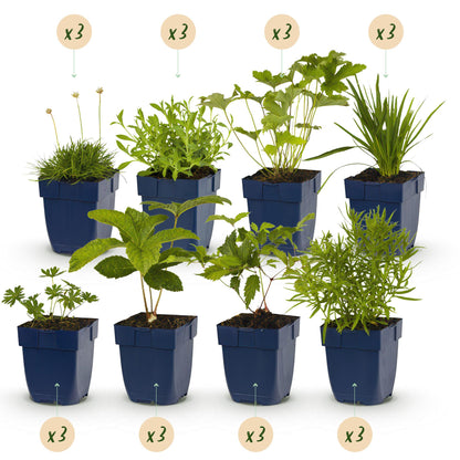 Borderpakket - Kleur Wit - 24 Vaste planten - 3 m2 - Weinig Onderhoud - Pot 11cm