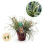 Green boutiQ - Siergrassen - Carex oshimensis Everest - Wit en Groen - 4 Planten - Bladhoudend - Weinig Onderhoud - Pot 17cm Hoogte 50cm