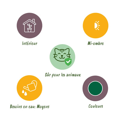 Green boutiQ - Kamerplant - Maranta Fascinator Silverband - Gebedsplant - Huisdiervriendelijke Plant - Groen - 2 Planten - met Potter Grijs - Pot 12cm - Hoogte 25cm