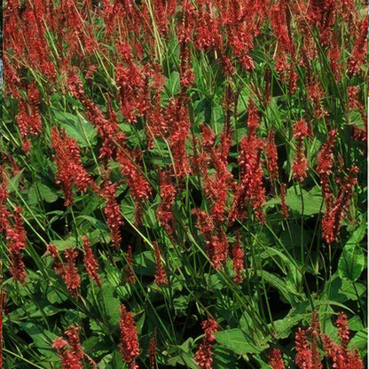 Persicaria amplexicaulis - Duizendknoop