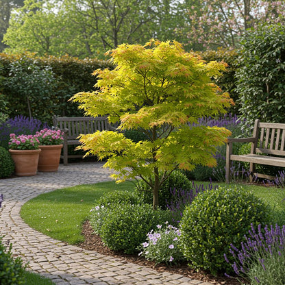 Acer palmatum 'Jordan' - Japanse Esdoorn - hoogte 70cm