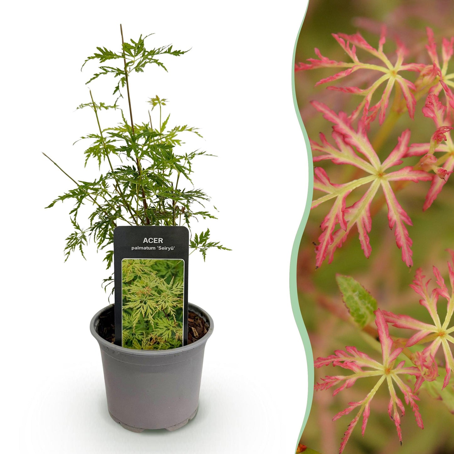 Acer palmatum 'Seiryu' - Japanse Esdoorn - hoogte 35cm