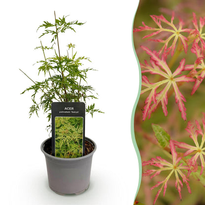 Acer palmatum 'Seiryu' - Japanse Esdoorn - hoogte 35cm