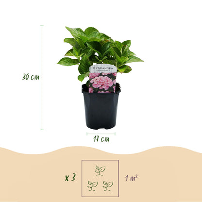 Hydrangea macrophylla 'Pink' - Bolhortensia - hoogte 30cm