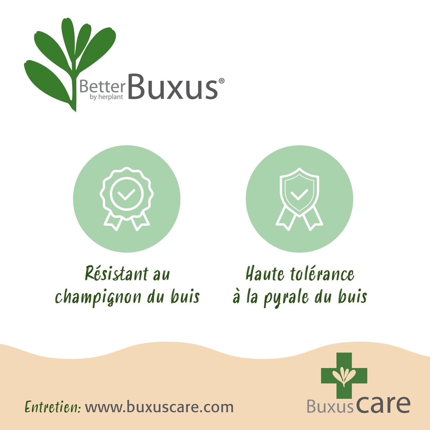 Green boutiQ - Buxus Haag - BetterBuxus Babylon Beauty - Resistant tegen de Buxus schimmel - 4 planten - 1 strekkende meter - pot 19cm hoogte 50-55