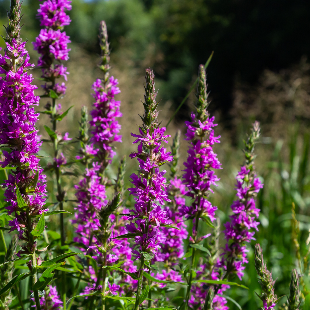 Lythrum salicaria - Kattenstaart