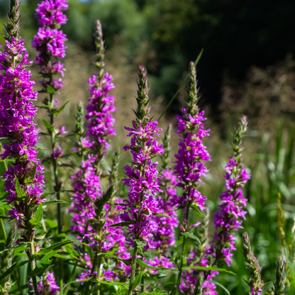 Lythrum salicaria - Kattenstaart