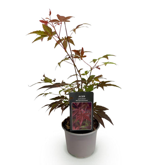Acer palmatum 'Atropurpureum' - Japanse Esdoorn - hoogte 35cm