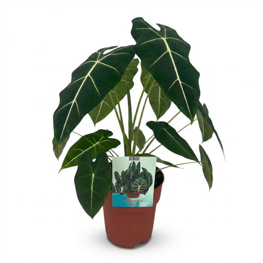 Green boutiQ - Kamerplant - Olifantsoor - Alocasia Frydek - Groen - Weinig onderhoud - 1 Plant - Pot 19cm - Hoogte 60cm