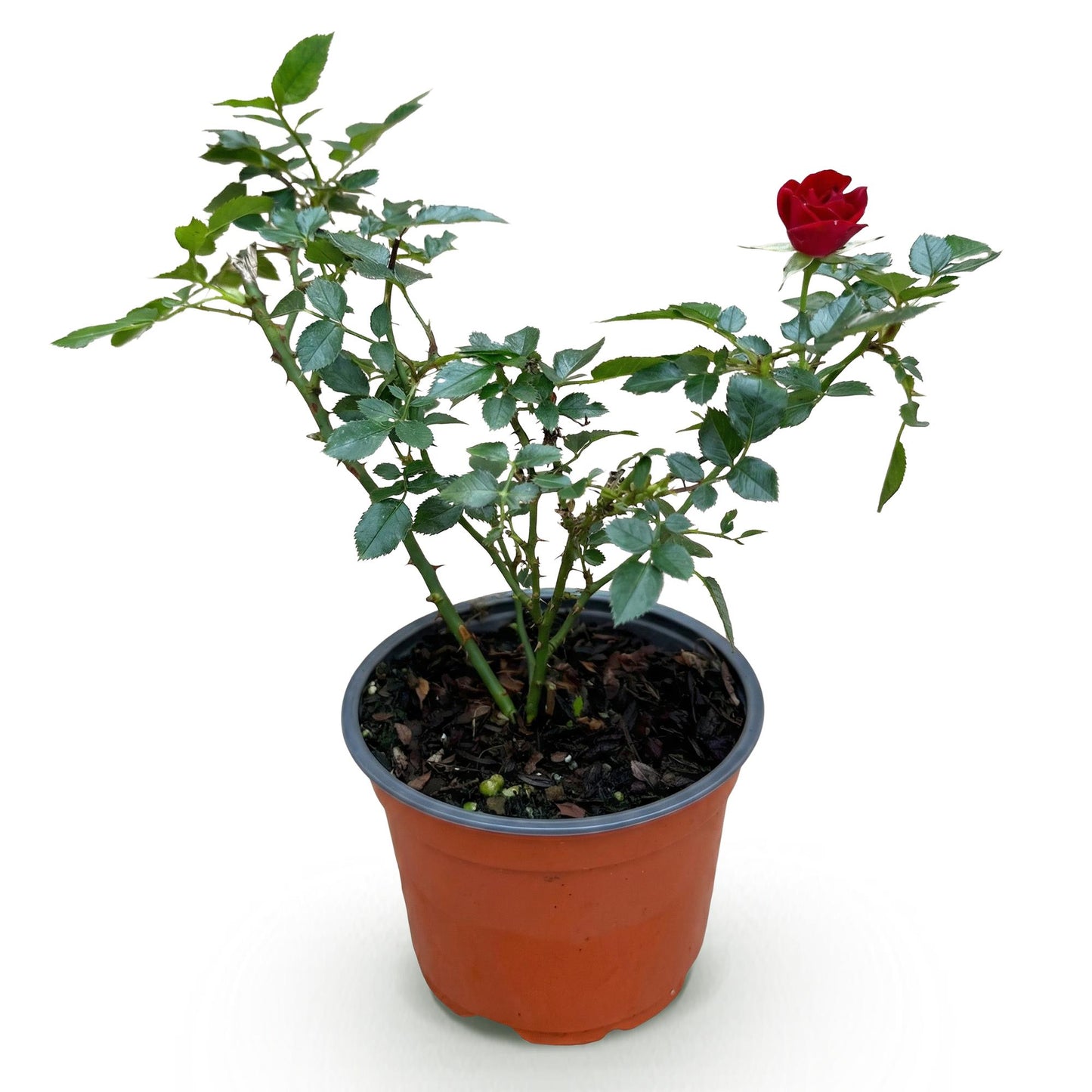 Rosa 'Rote The Fairy' - Roos - hoogte 20-25cm