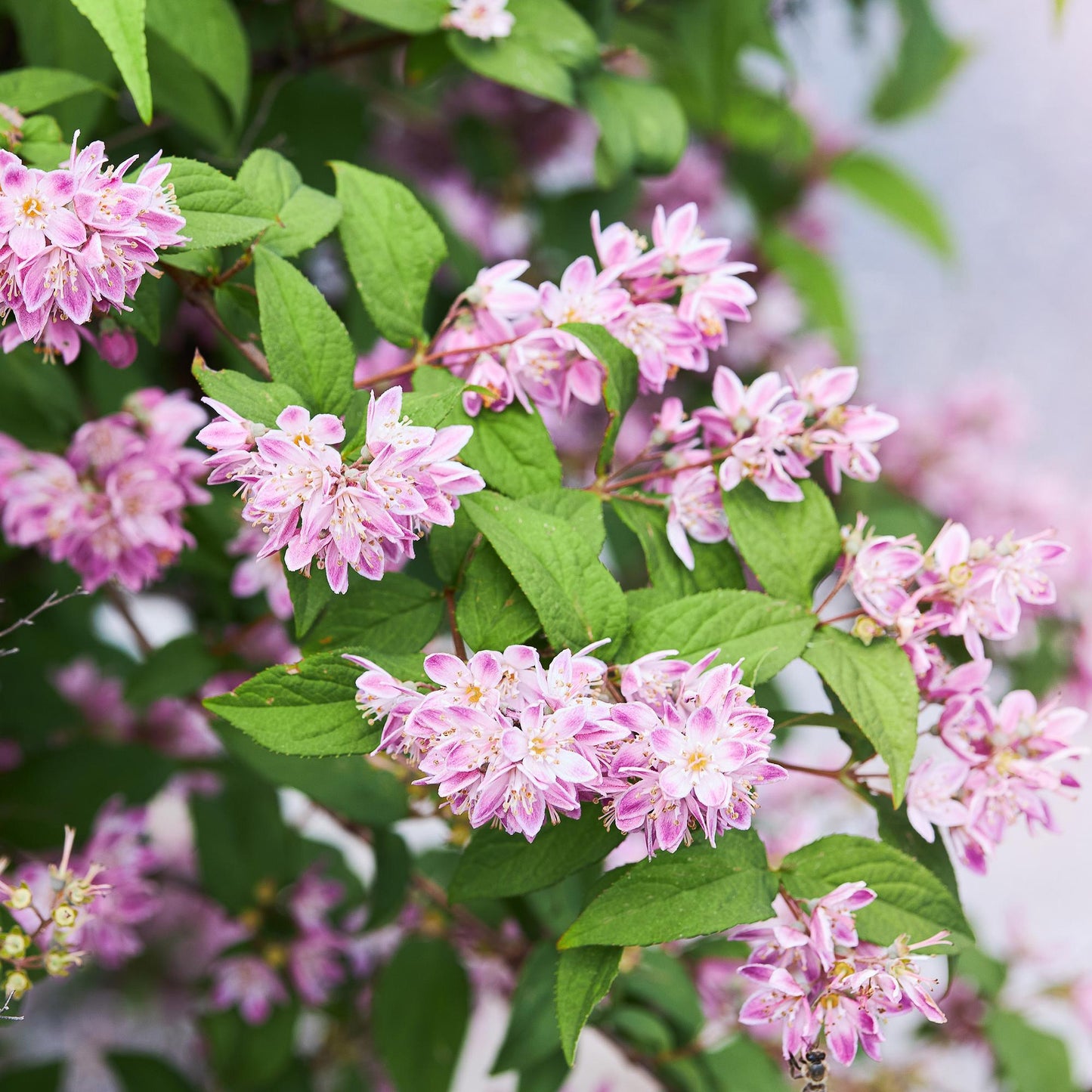 Deutzia 'Strawbery Fields' - Bruidsbloem - hoogte 45cm