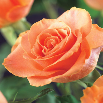 Rosa 'Orange Climber' - Klimroos