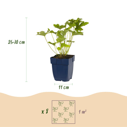 Green boutiQ - Borderpakket - Kleur Wit - 8 Vaste planten - 1 m2 - Diversen kleuren - Weinig Onderhoud - Pot 11cm