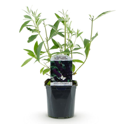 Buddleja davidii 'Black Night' - Vlinderstruik - hoogte 45cm