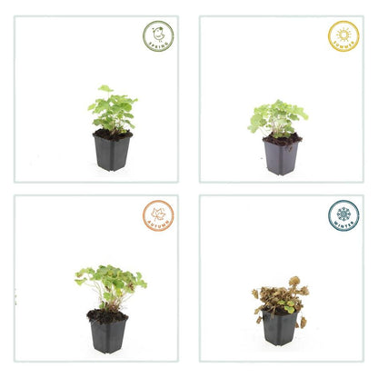 Alchemilla mollis - Fraaie Vrouwenmantel