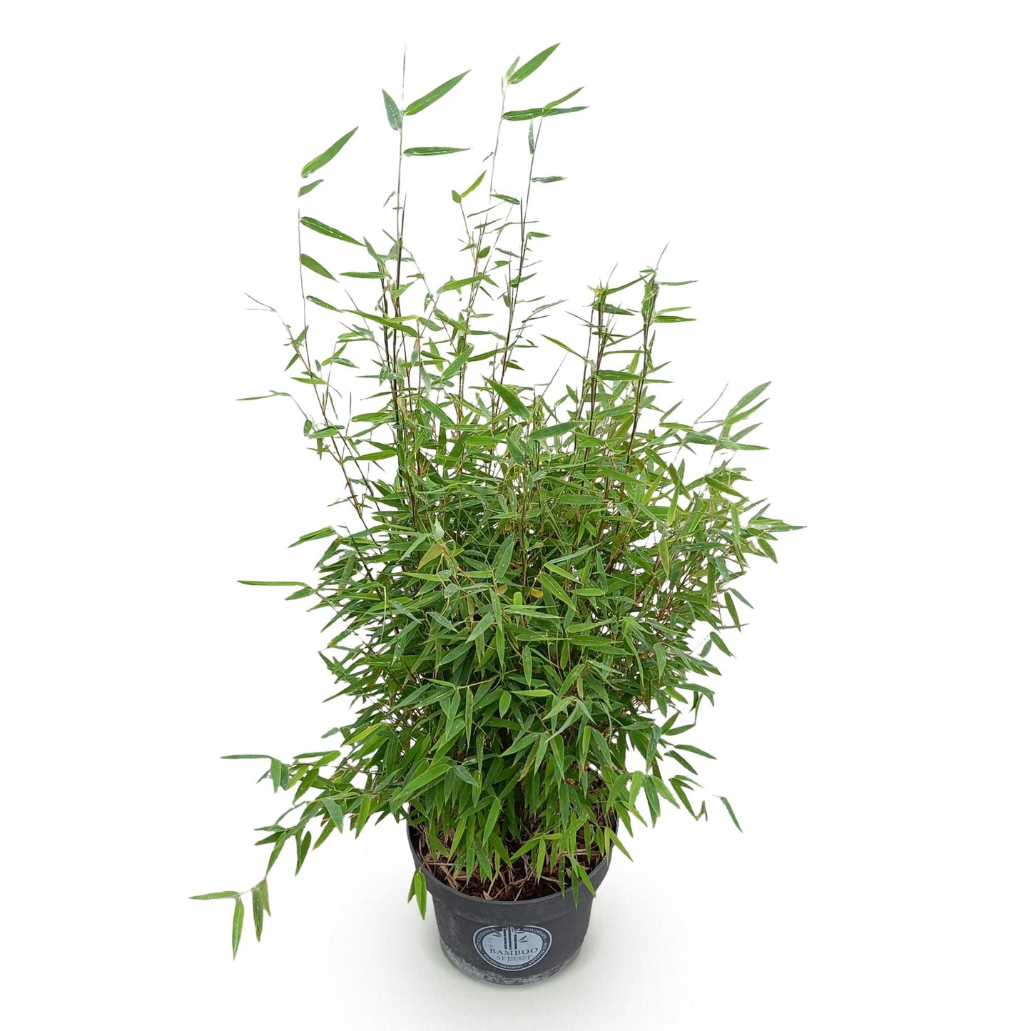 Fargesia nitida 'Red Dragon' - Niet Woekerende Bamboe - Bladhoudend - Groen - 1 Plant - Pot 23 cm - Hoogte 80 cm