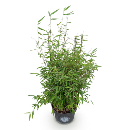 Fargesia nitida 'Red Dragon' - Niet Woekerende Bamboe - Bladhoudend - Groen - 1 Plant - Pot 23 cm - Hoogte 80 cm