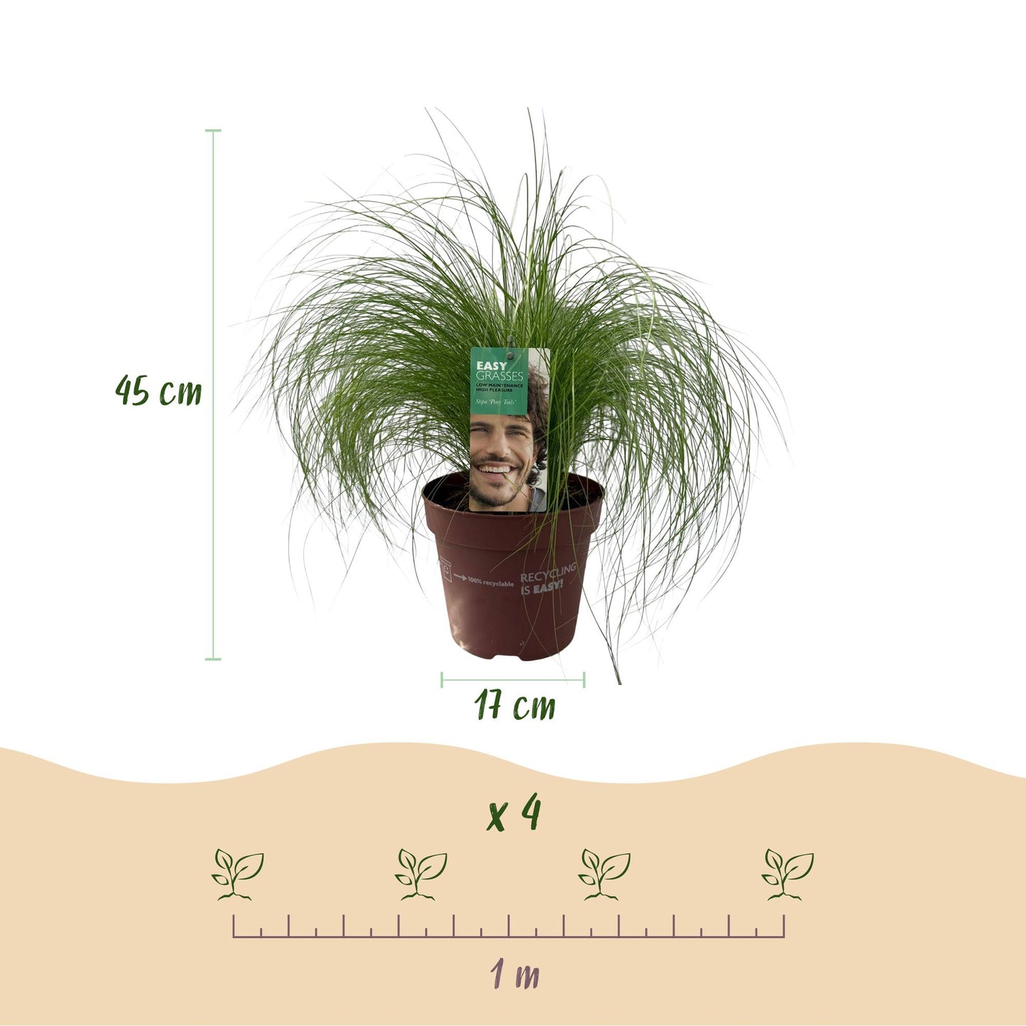 Green boutiQ - Siergrassen - Stipa tenuifolia Pony Tails - Groen - 2 Planten - Bladhoudend - Weinig Onderhoud - Pot 17cm Hoogte 50cm