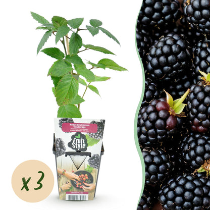 Rubus 'Thornfree' - Doornloze zwarte Braam