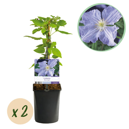 Clematis 'Blue Angel' - Clematis - 2 planten - Pot 11cm - Hoogte 40cm