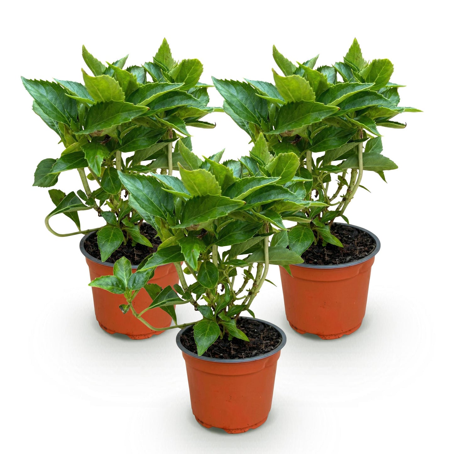 Green boutiQ - Tuinplant - Hydrangea macrophylla Blauw - Hortensia - Winterhard - Blauw - 3 Planten - Pot 12cm - Hoogte Hoogte 20-30cm