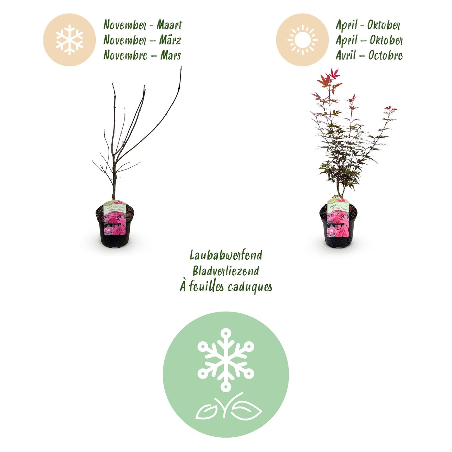 Green boutiQ - Terrasplant - Japanse Esdoorn - Acer palmatum Skeetsers Broom - Paars - 2 Planten - Bladverliezend - Pot 19cm Hoogte 70cm