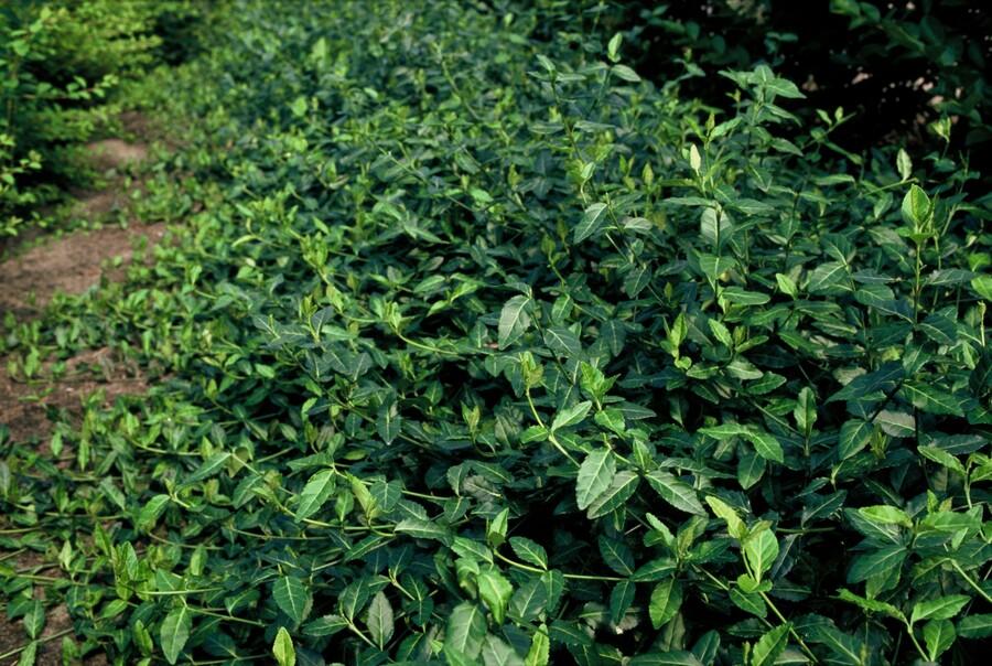 Euonymus fort. 'Dart's Blanket' - Kardinaalshoed