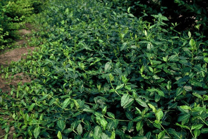 Euonymus fort. 'Dart's Blanket' - Kardinaalshoed