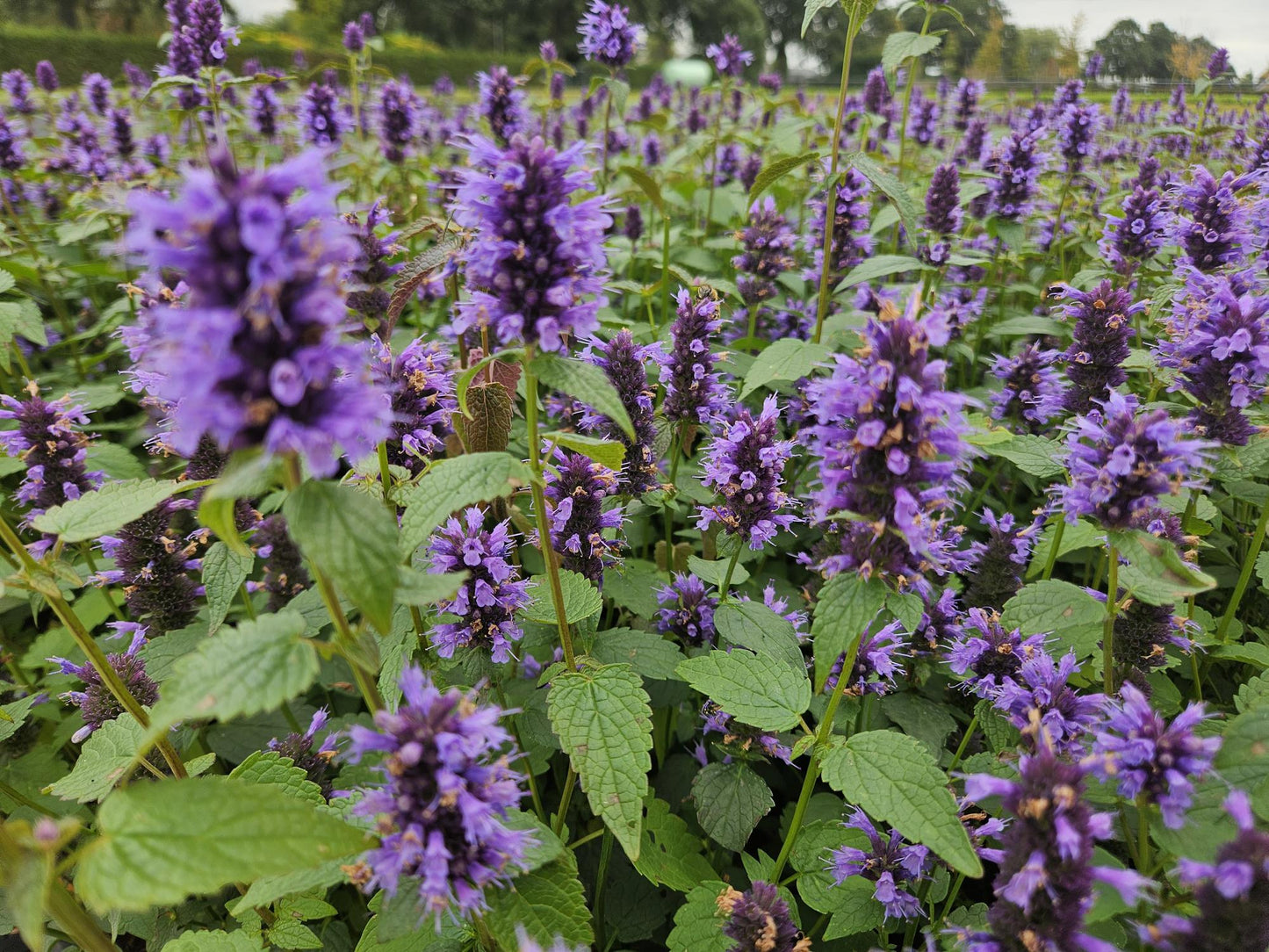 Agastache 'Blue Fortune' - Dropplant